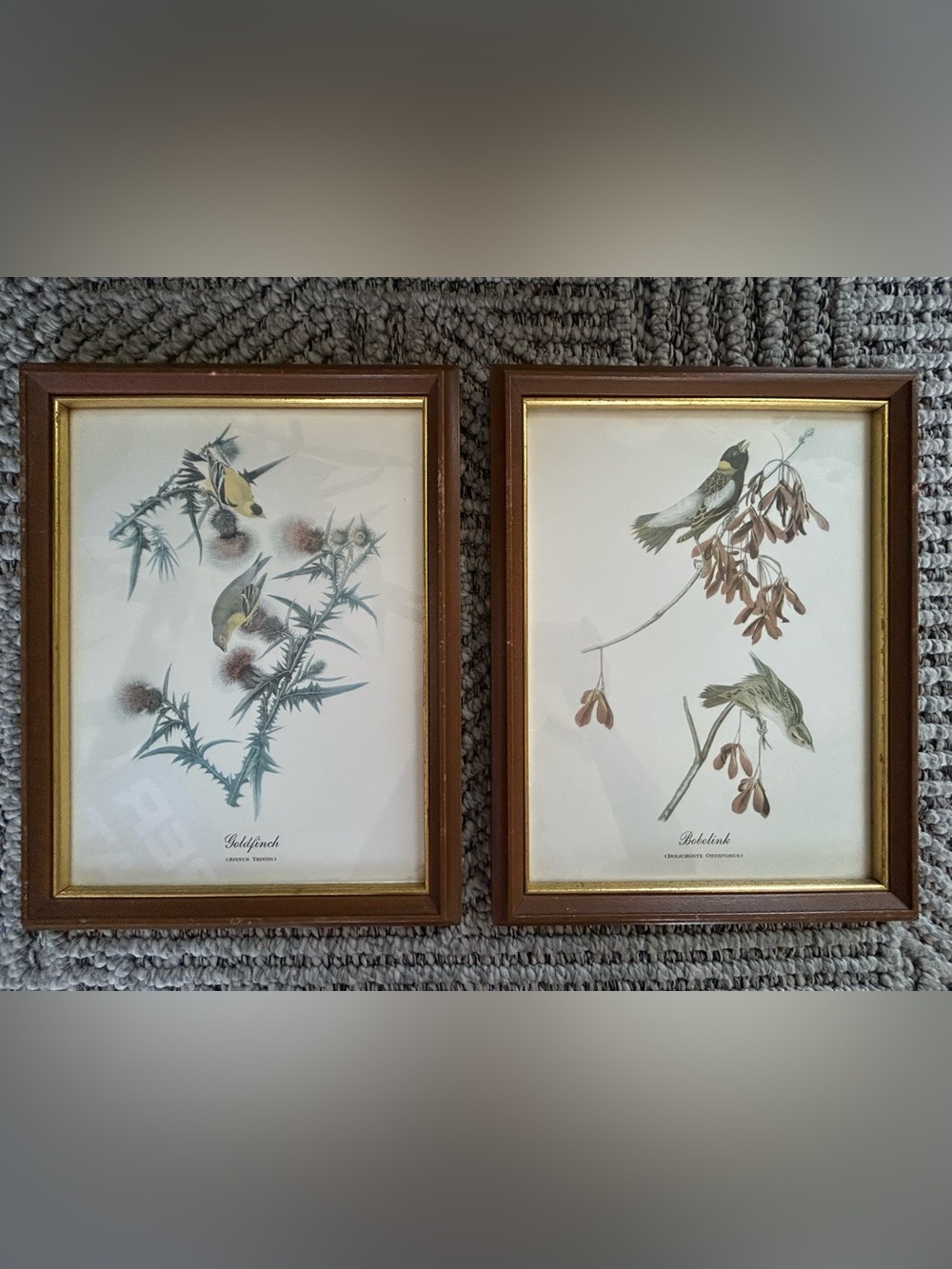 John James Audubon-style bird illustration Framed 13 1/2” X 10 1/2”